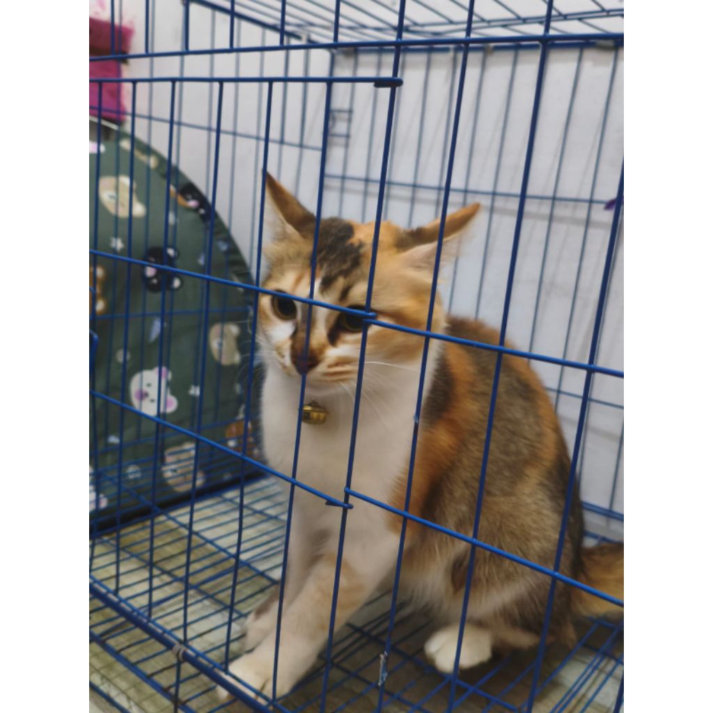 ( HARAP BACA DESKRiPSi ) KUCING ANGGORA DOMESTIK