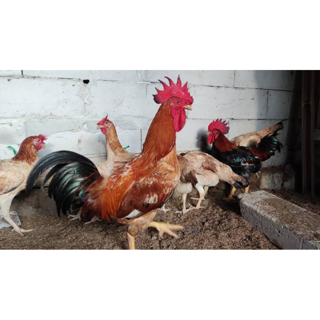 Telur tetas fertil Ayam Mardi