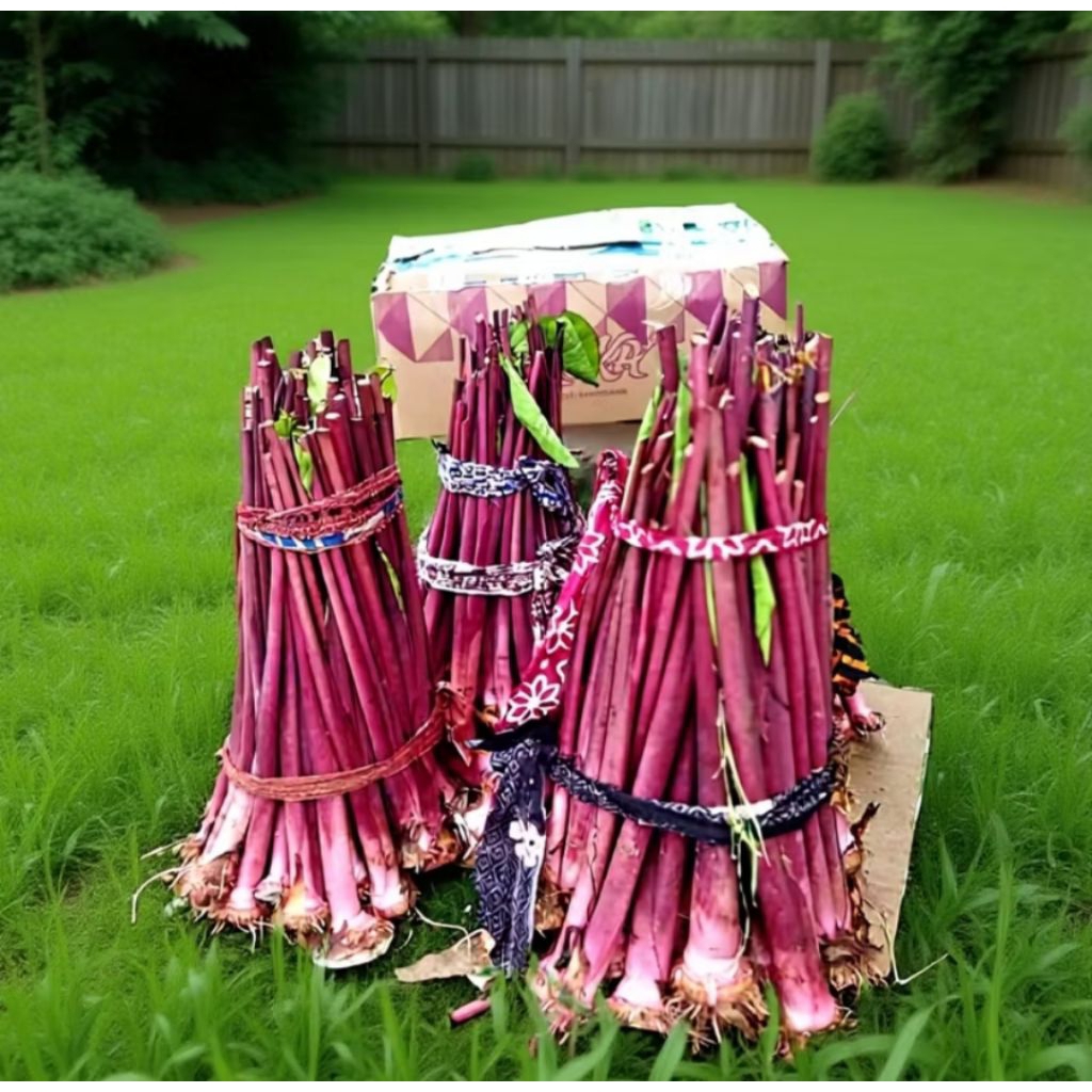 bibit talas pratama 3/talas ungu bogor, 1 paket  isi 15batang,