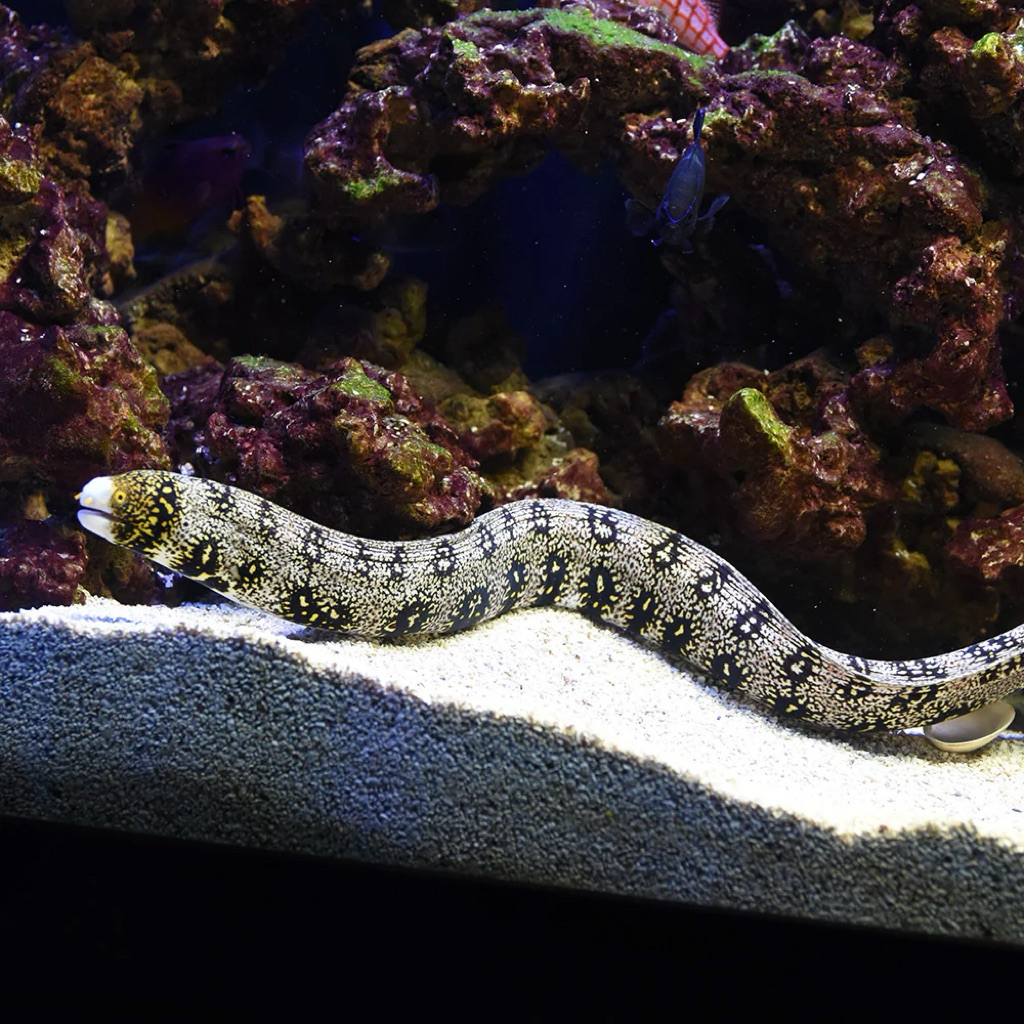 moray eel snowflake belut laut coral salju