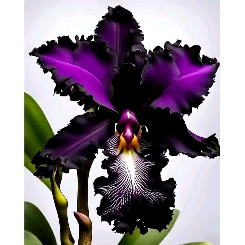 Termurah Anggrek dendrobium super cantik mix//bunga anggrek dendrobium premium