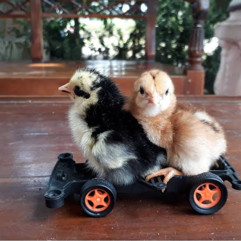 Jual Anak Ayam Kampung Asli Sehat, Lucu, Lincah (Hewan Hidup)