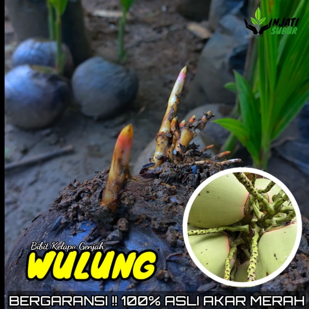 BIBIT KELAPA GENJAH WULUNG AKAR MERAH ASLI 100% JAMINAN ASLI