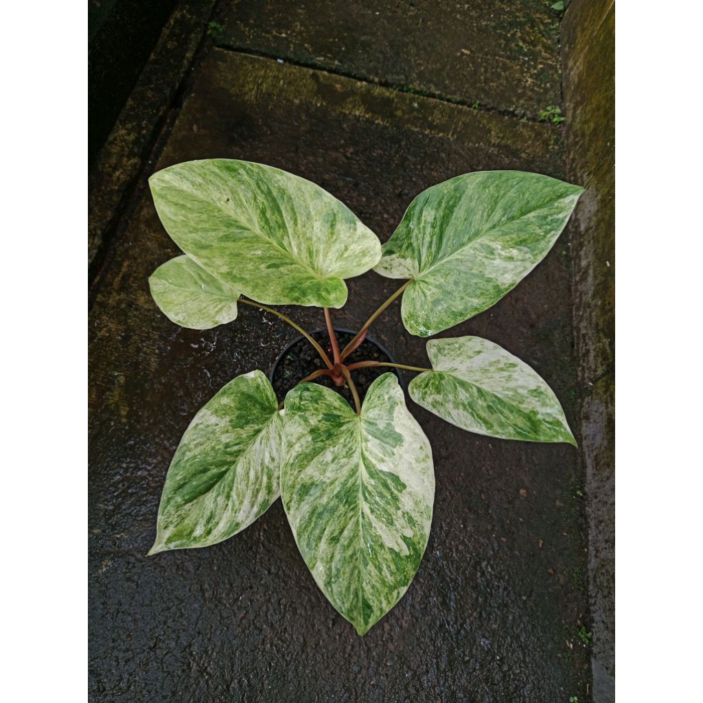 Tanaman Homalomena SP variegata mint