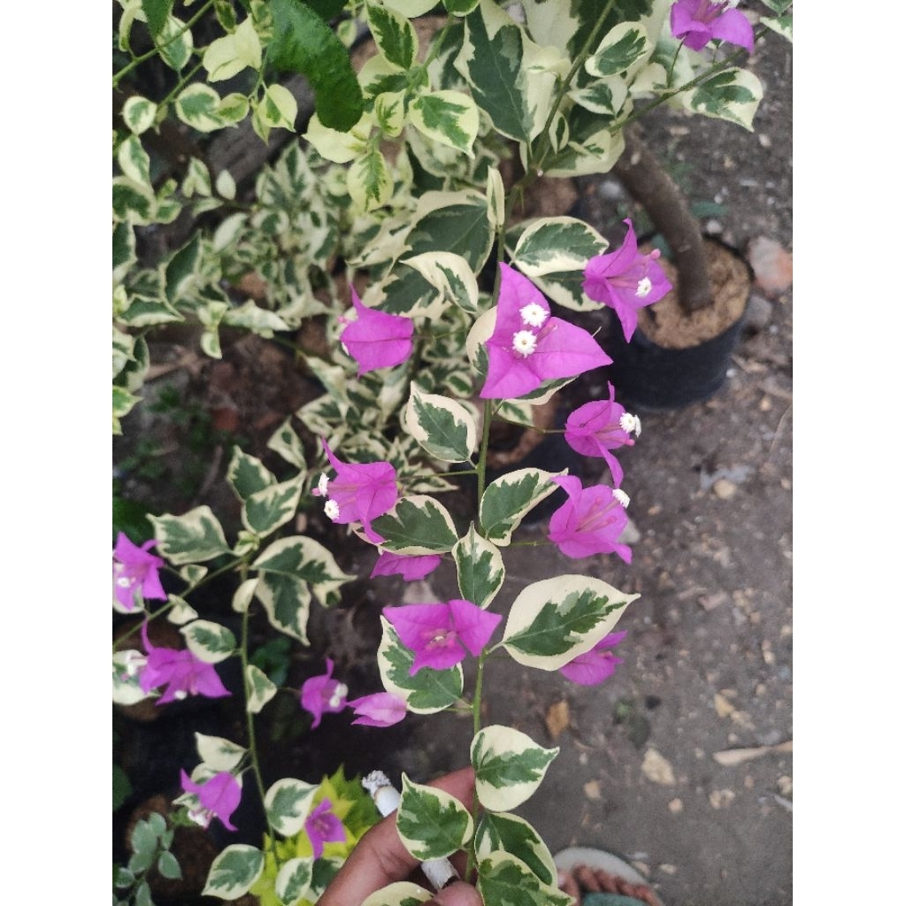 Bibit Bougenville Briza Ungu Varigata