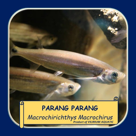 IKAN HIAS AIR TAWAR - IKAN PARANG PARANG / GIANT SWORD MINNOW (IKAN PREDATOR)