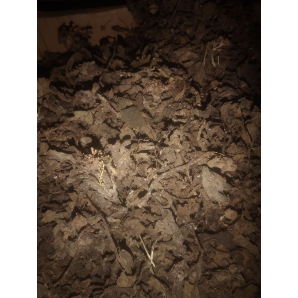 daun janggelan | cincau hitam super 20kg