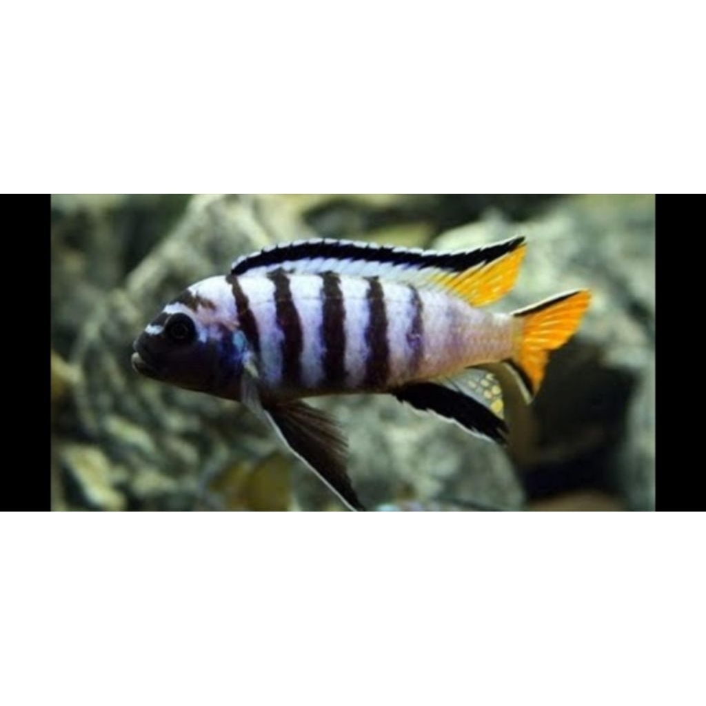 mpanga/elongatus/mbuna/afrika/chiklid/ikan