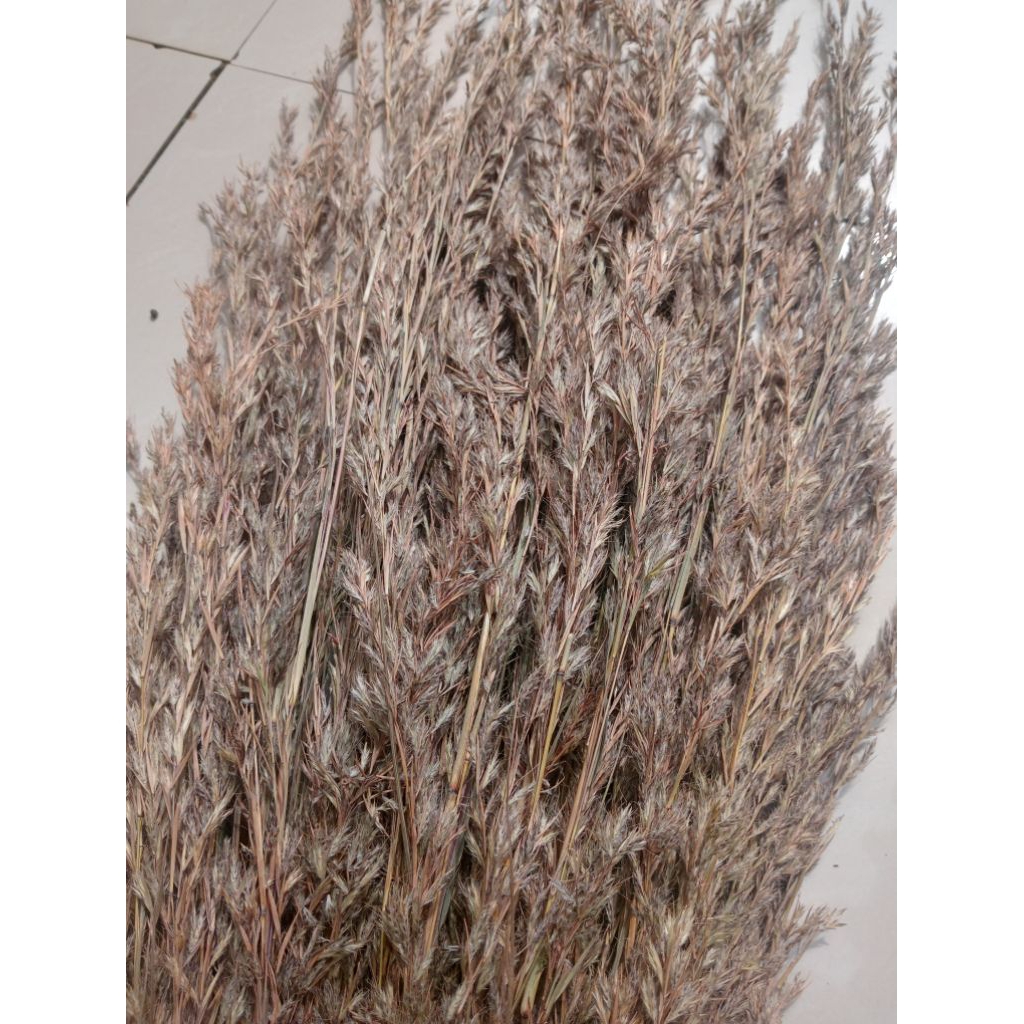 kembang sereh mayah 1ikta