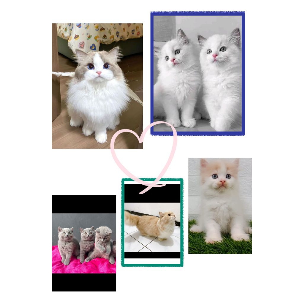 Kucing Persia, Ragdoll, BSH, Munchkin dsb pre-order