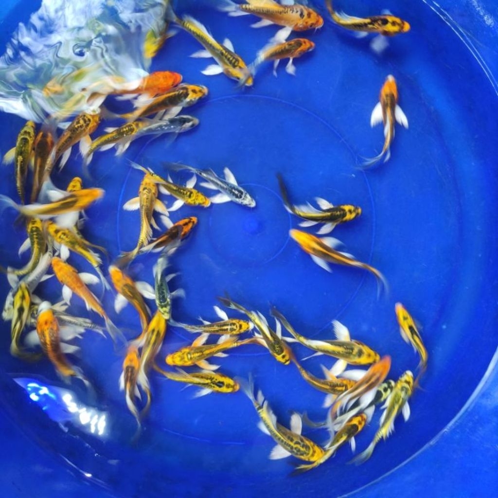 Paket 3 Ekor Ikan Koi Kabuto Metalik 4-6cm - Benih Koi Hias Berkualitas Khusus Jawa