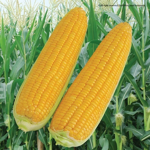 15 Biji Benih Jagung BONANZA F1