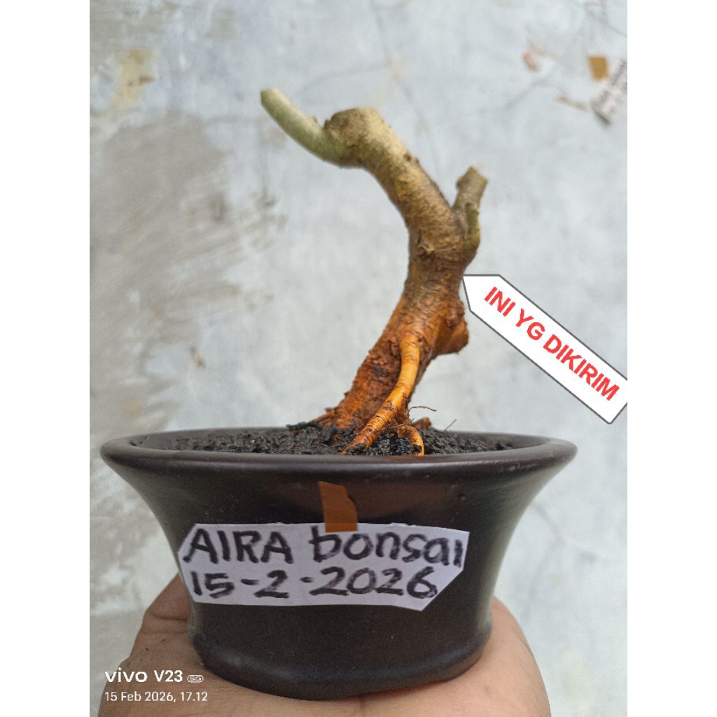 bahan bonsai sisir mame dongkelan