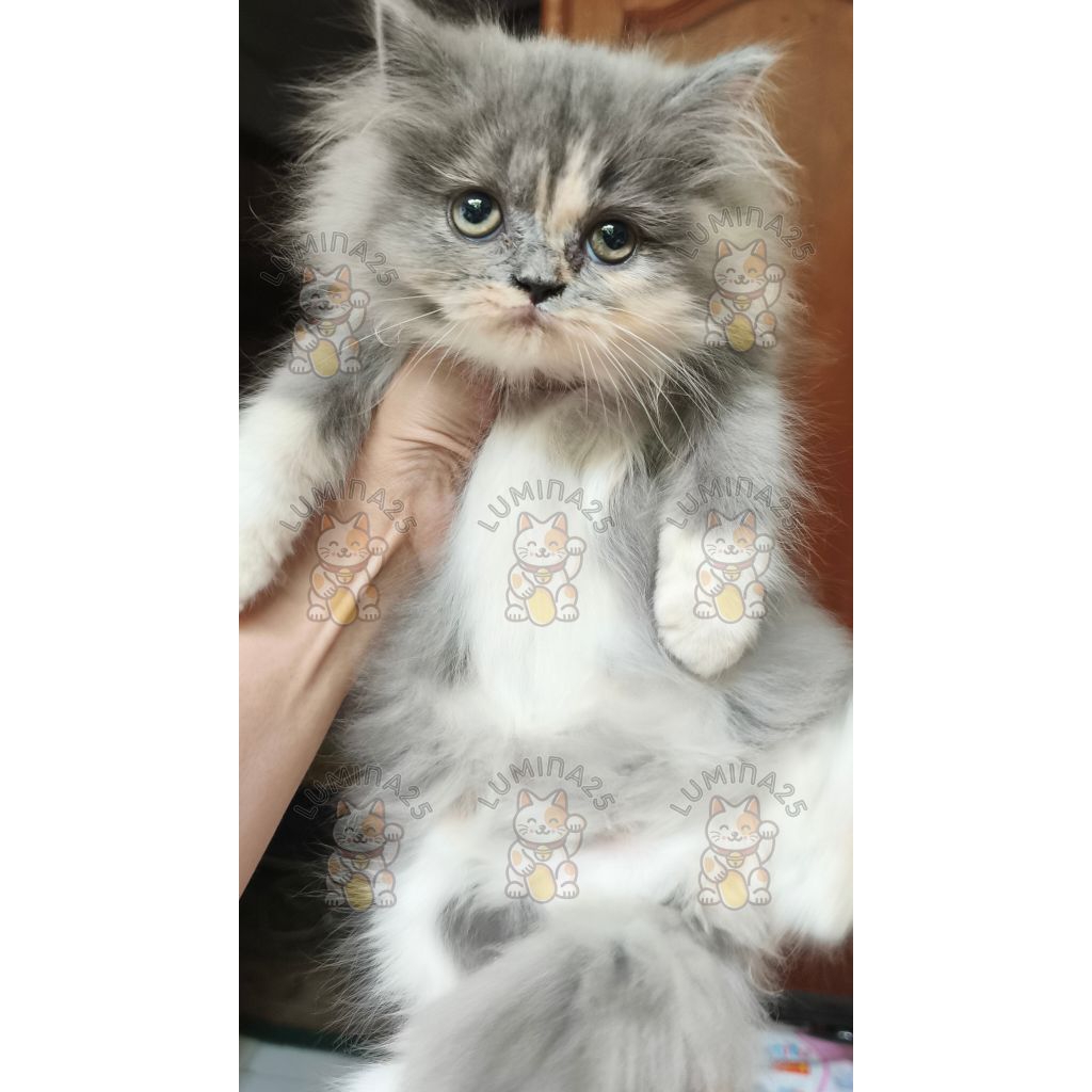 Kucing Persia Betina Dilute Calico 2 (Depok/GOJEK)