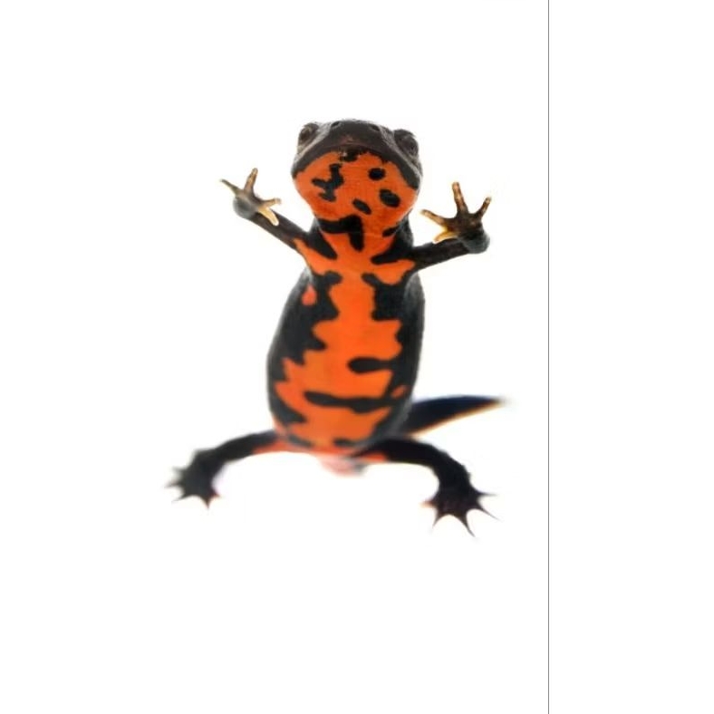 Salamander red Belly Amfibi Grade A