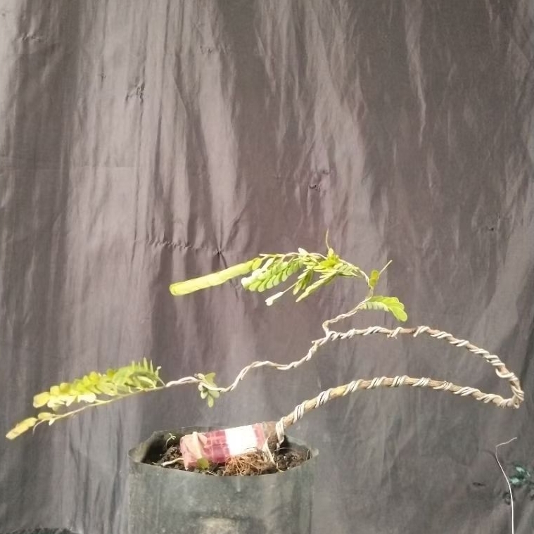 Bahan Bonsai Asem Meliuk Slanting informal Small Medium size The Max 30 cm real pick