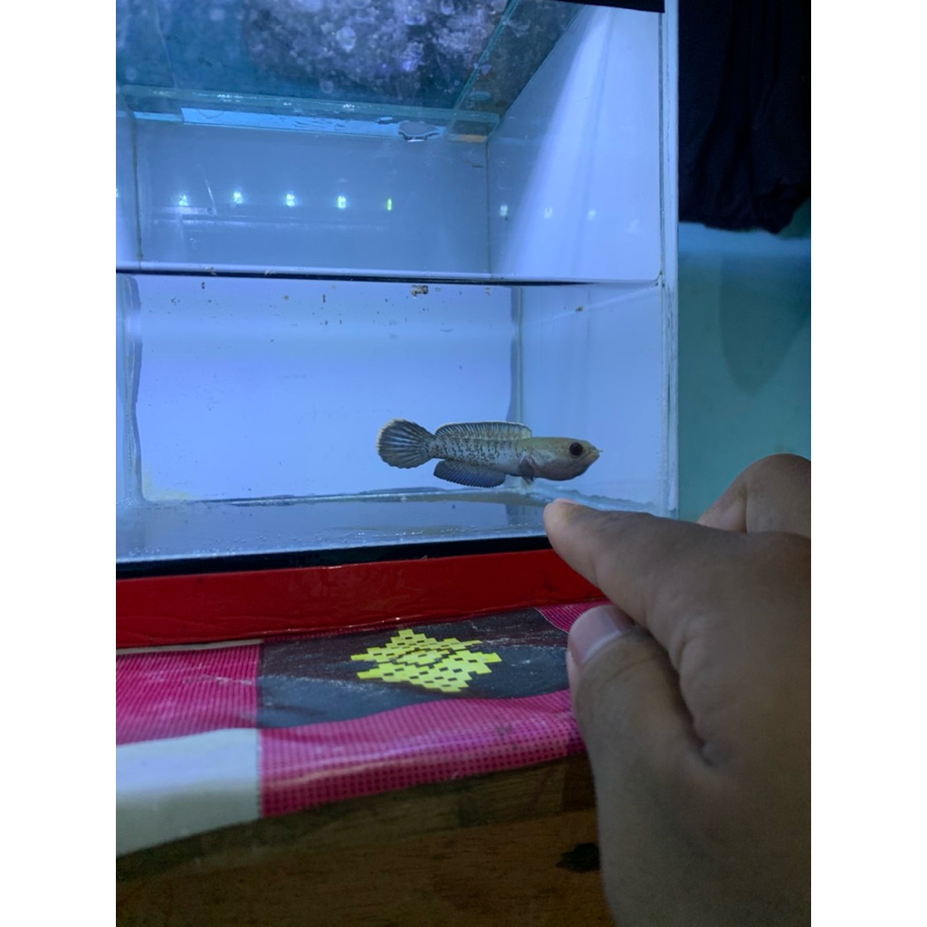 channa stewarti 10-11 cm garansi 100%