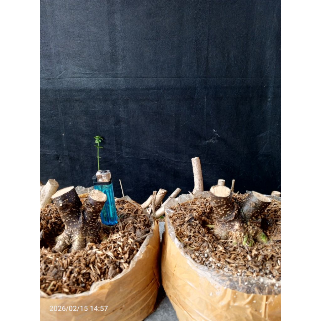 BAHAN BONSAI ANPUT 2 POHON