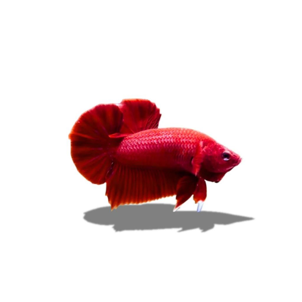 ikan cupang plakat super red