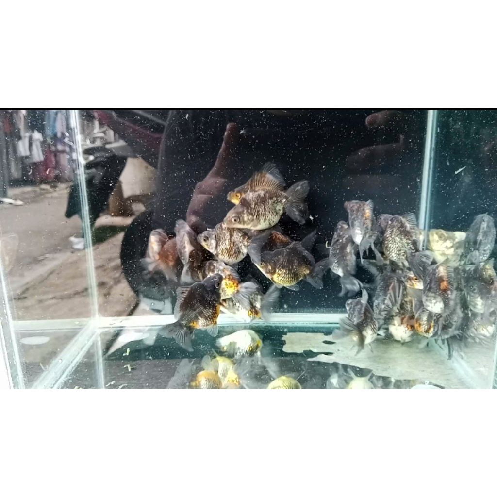 ikan Mas Koki Ryukin punuk