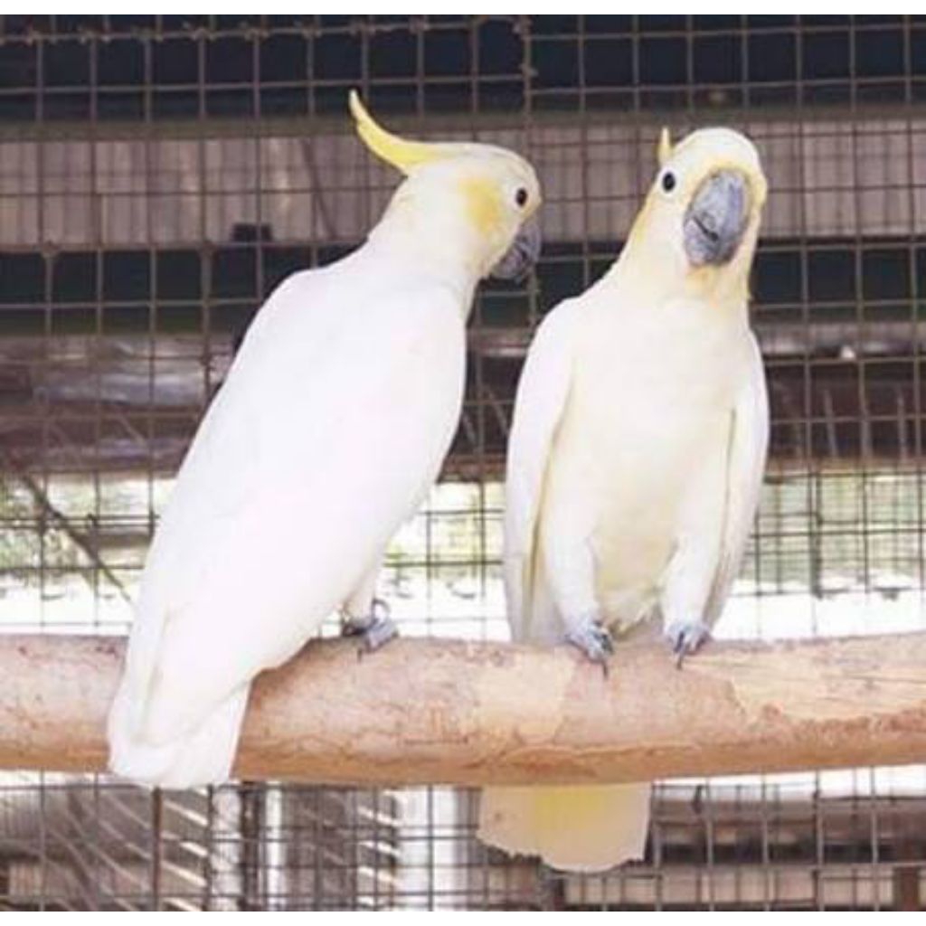 telur burung kaka tua siap tetas
