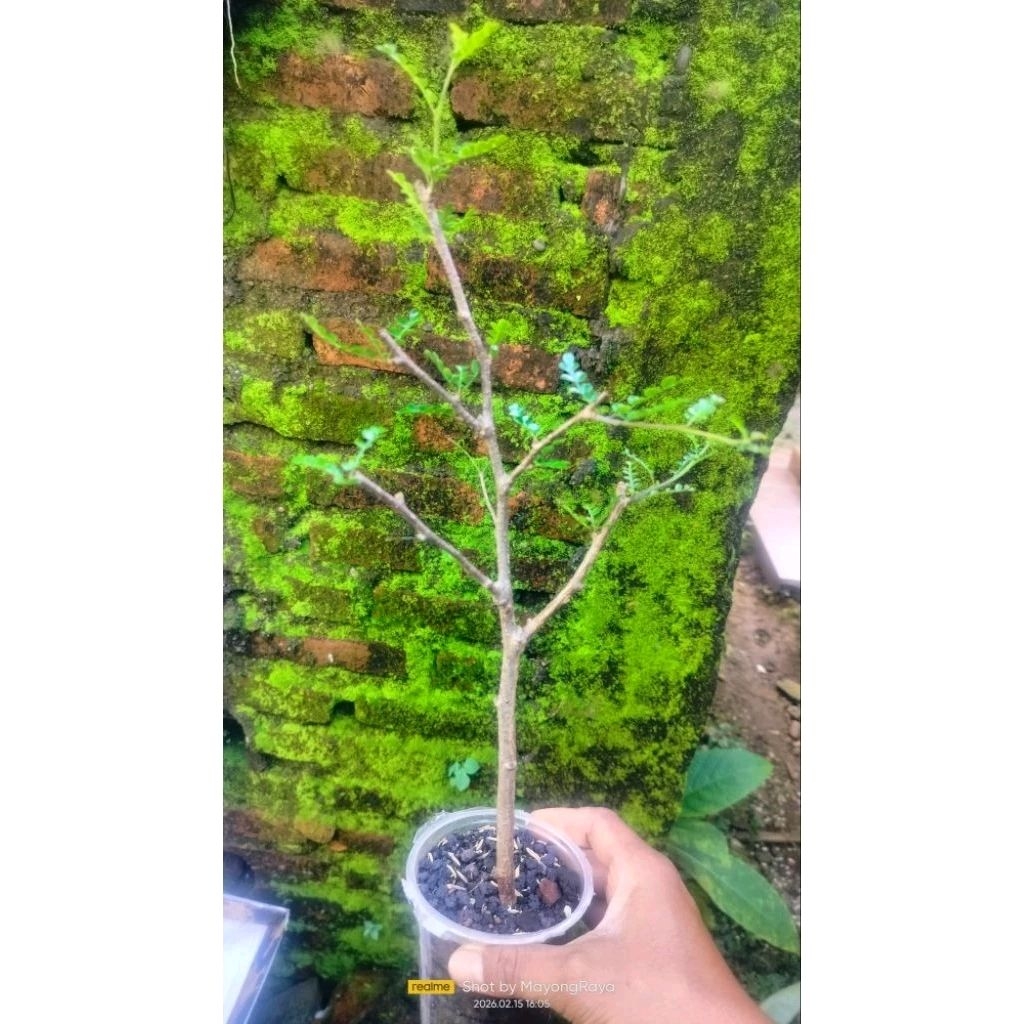 Tanaman hias import bahan bonsai uniq Operculicarya Decaryi