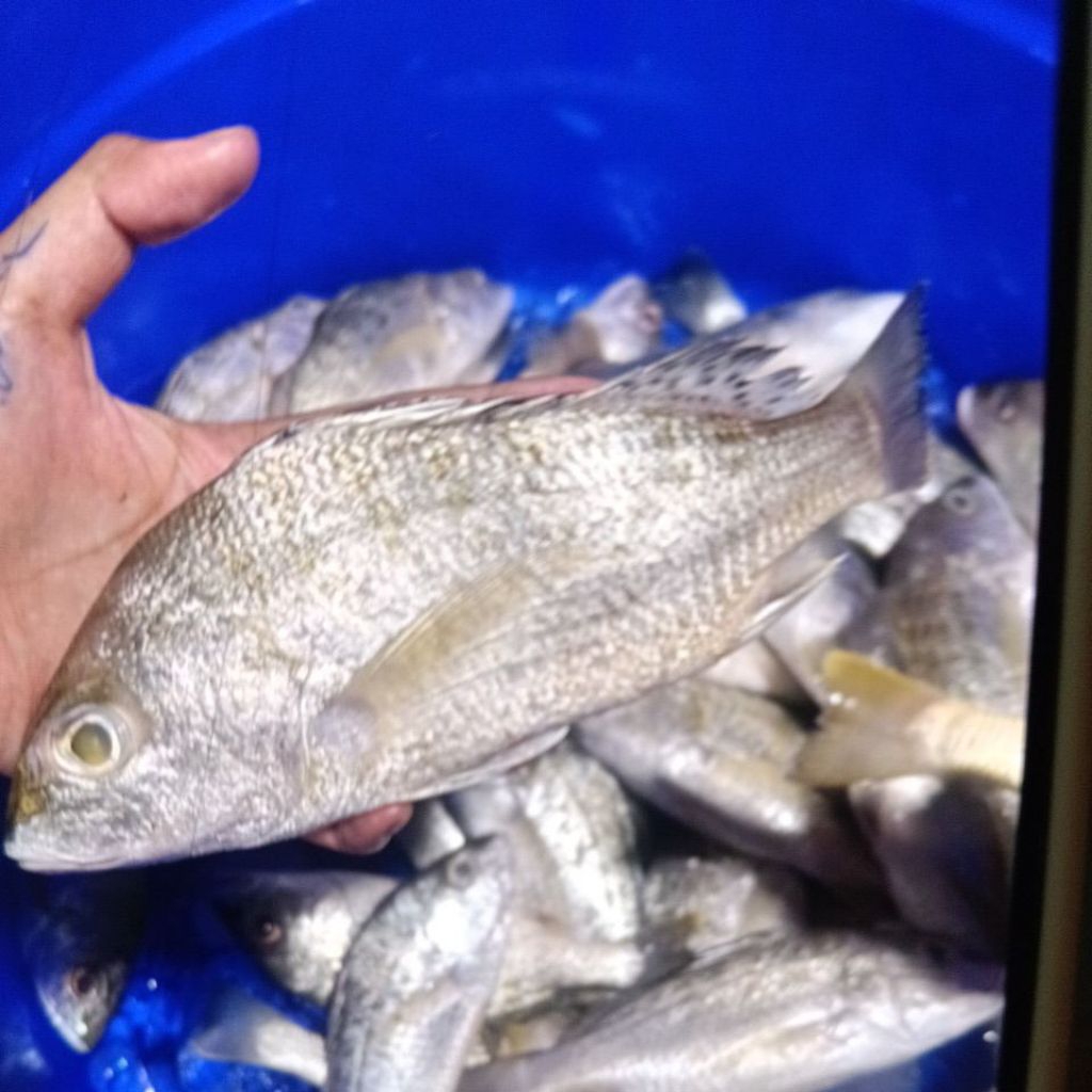 Ikan Kakap Putih 1 kg