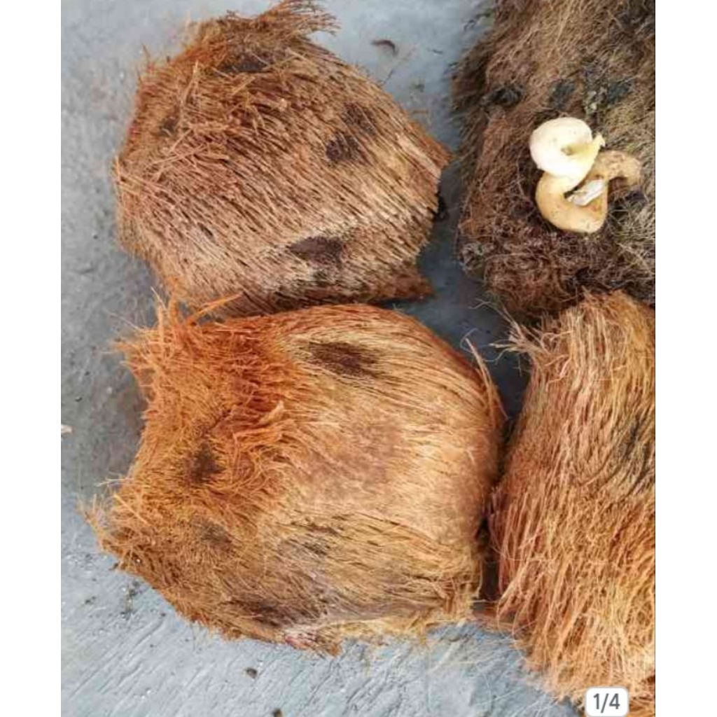 biji siwalan / lontar untuk pembibitan