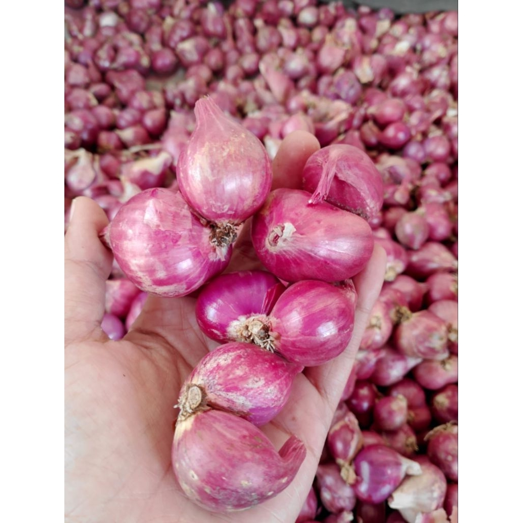 Bawang merah probolinggo