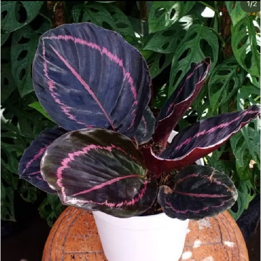 Tanaman Hias Calathea Black Lipstik Dewasa Pohon Hias Calatea Black Lipstik