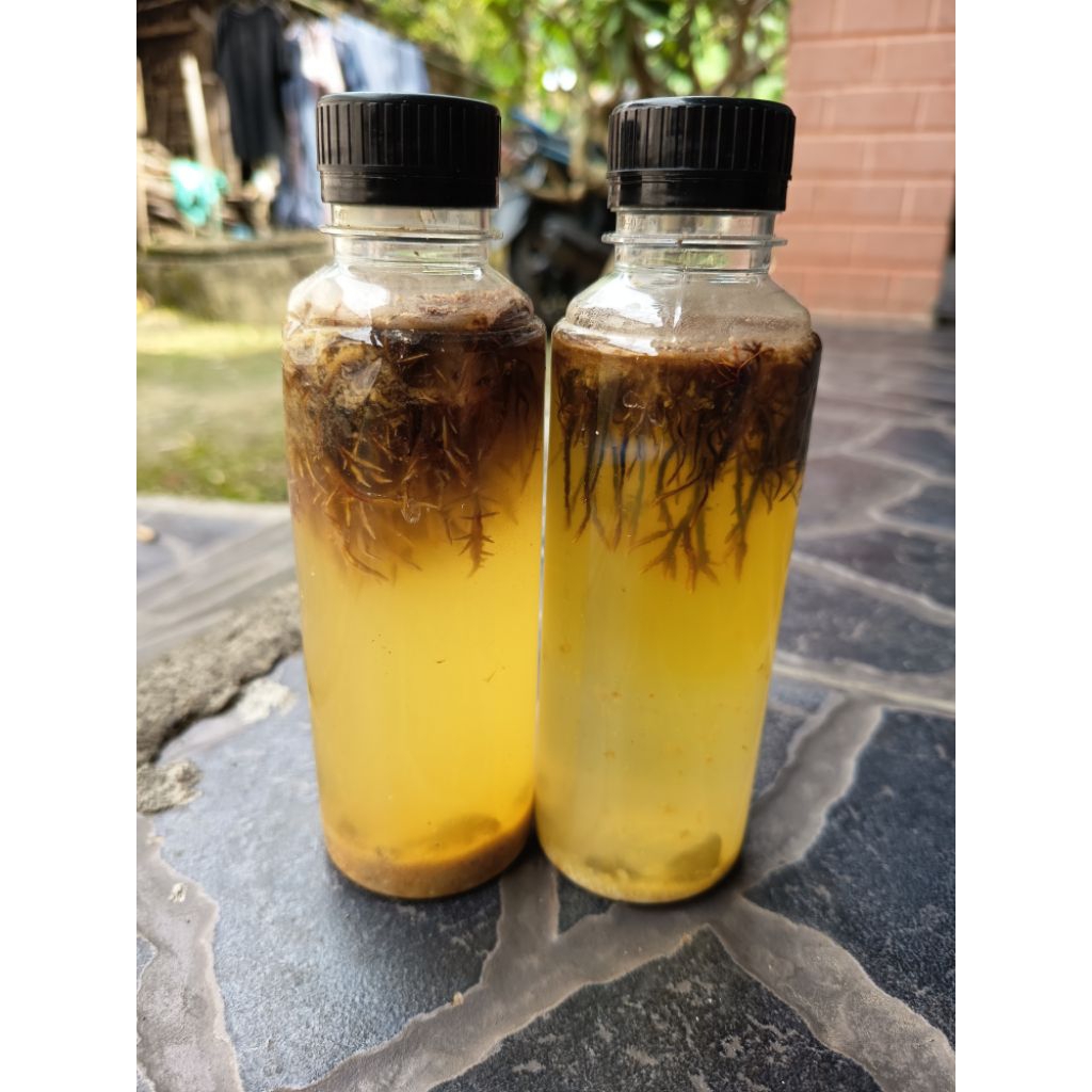 BENIH JAMUR JAKABA SUPER ISI 250ML BIBIT JAKABA SUPER BENIH JAKABA SUPER