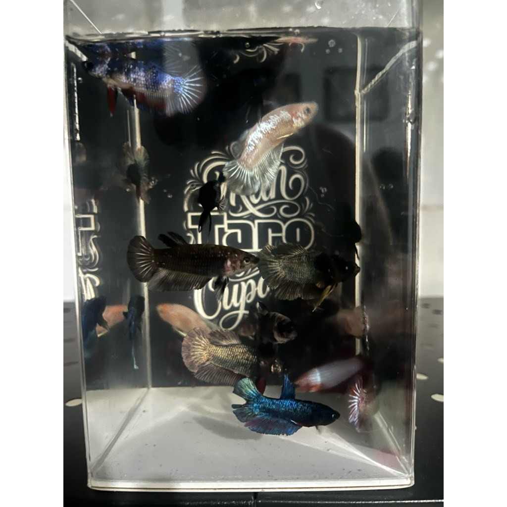 Ikan cupang plakat murah meriah buat aduan bisa buat hiasan cantik banget