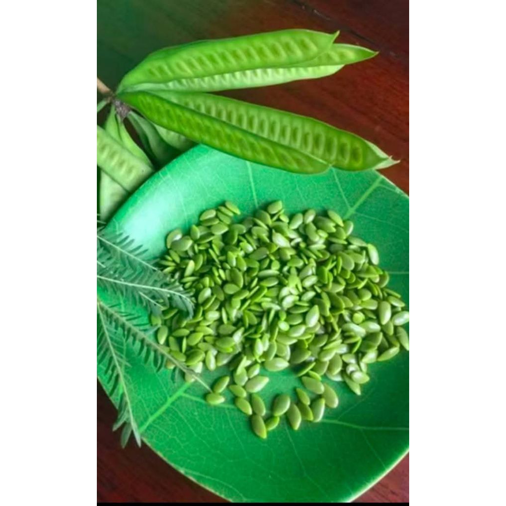 Lamtoro segar fress murah