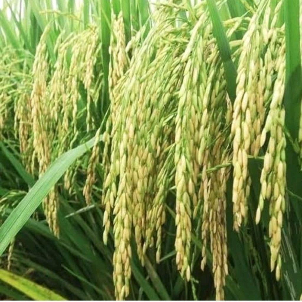 KEMASAN TERBARU BENIH PADI CIHERANG MUTIARA 1KG