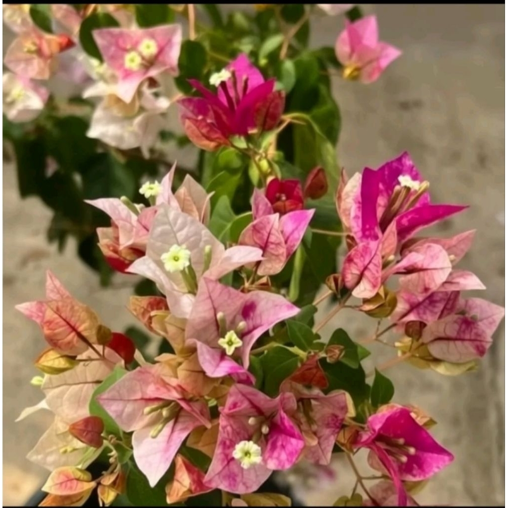 BOUGENVILLE JENIS GOLDEN RAO ORI