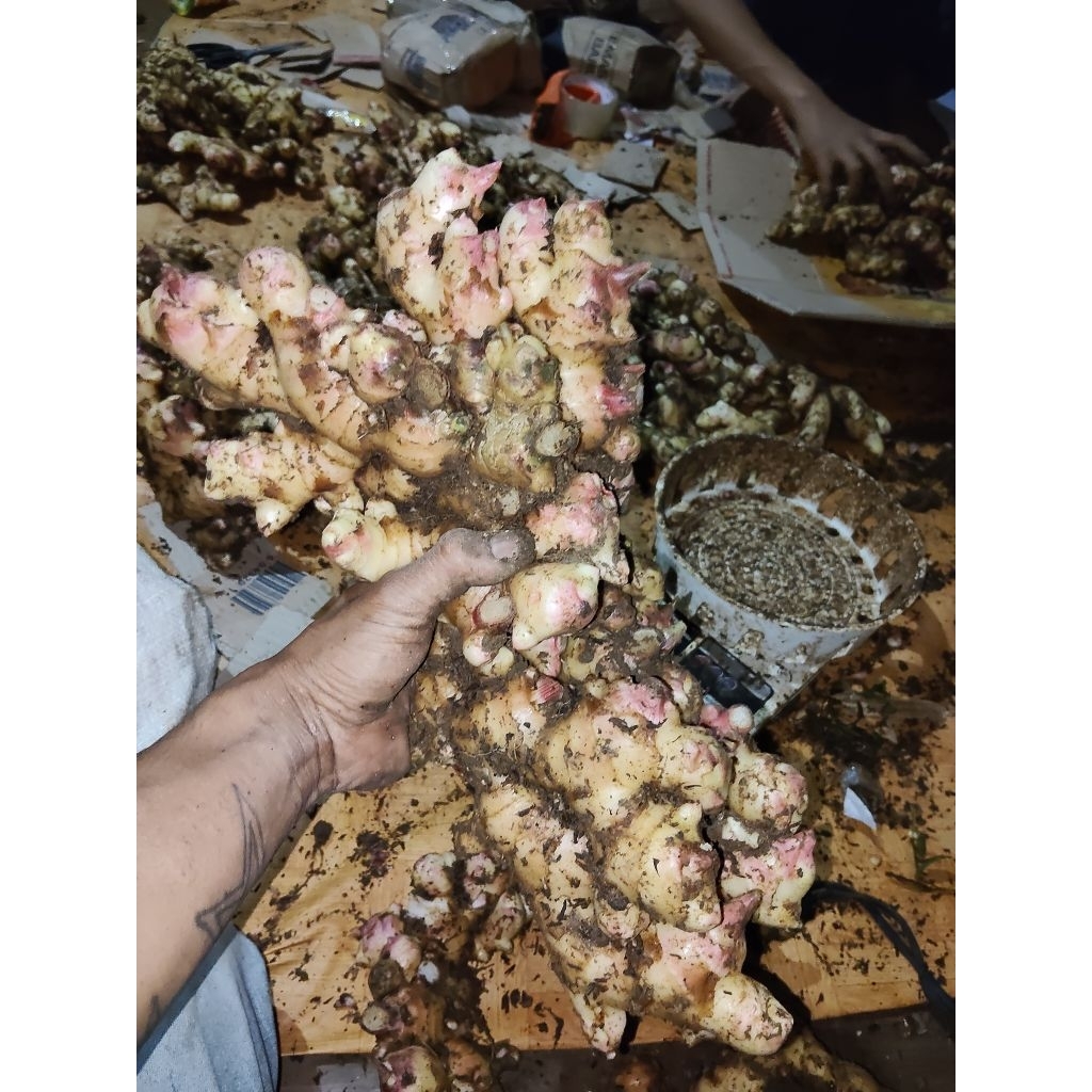 jahe muda jahe gajah segar 1 kg