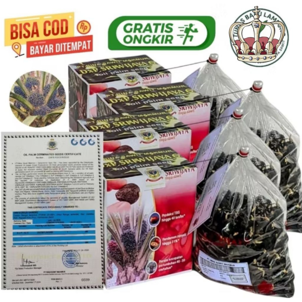 Bibit Benih kecambah sawit Sriwijaya 6