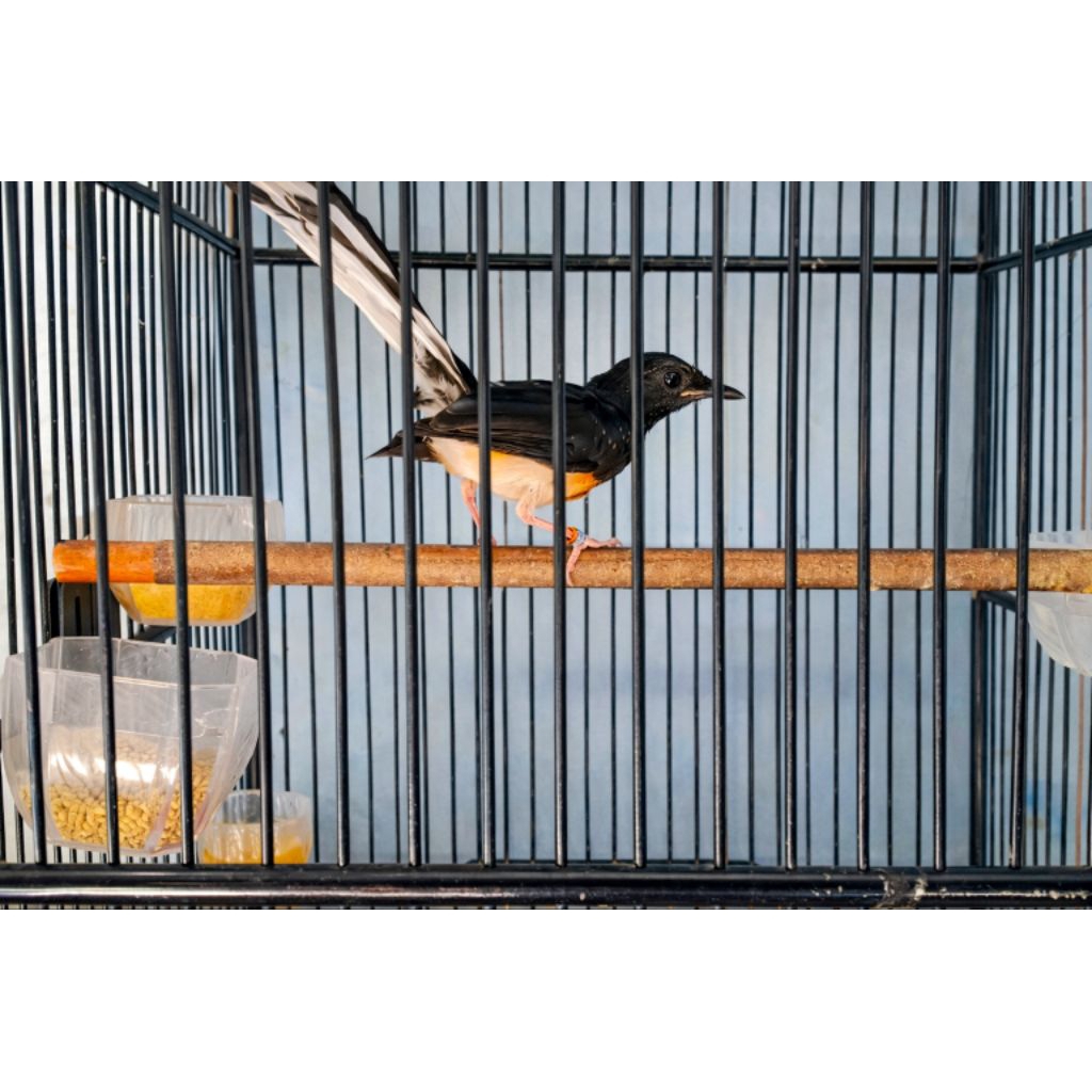 Murai batu Trotol Jantan Prestasi Non Gembung