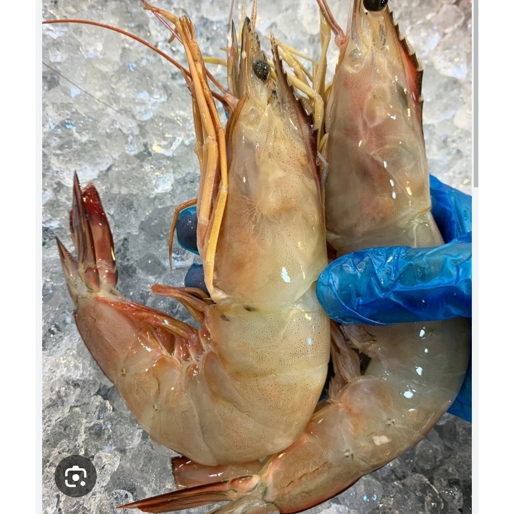 UDANG BESAR UDANG LAUT SEGAR