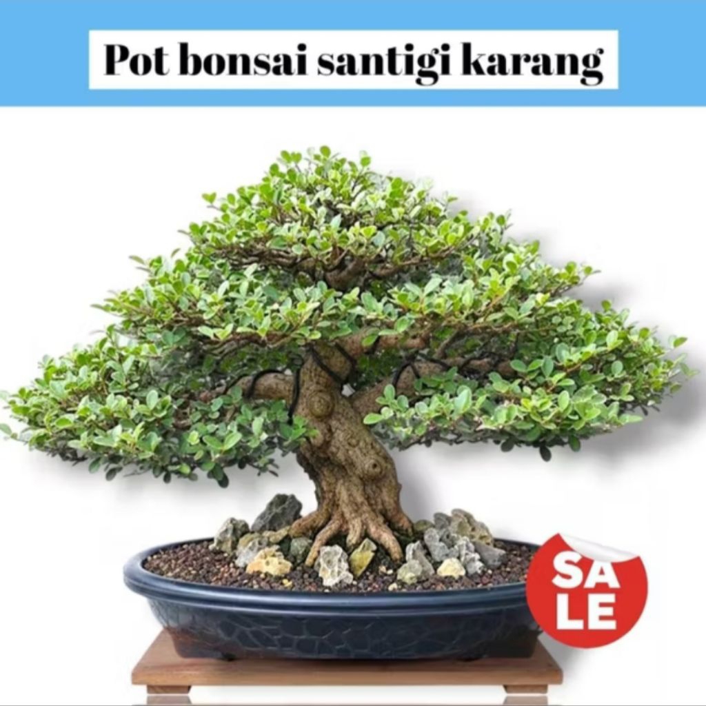 Pot Bonsai Plastik Ukuran Besar anti pecah dan awet tahan lama