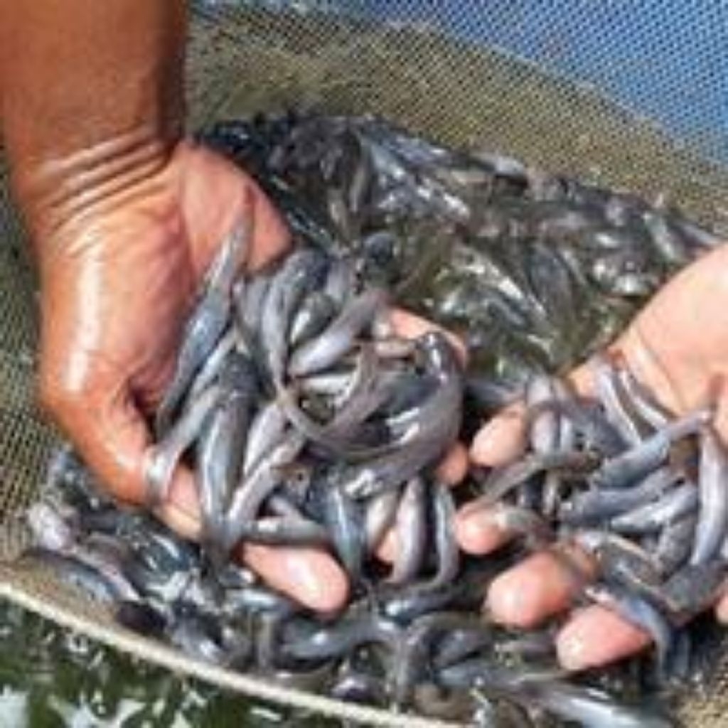 benih lele Mutiara 50 pcs