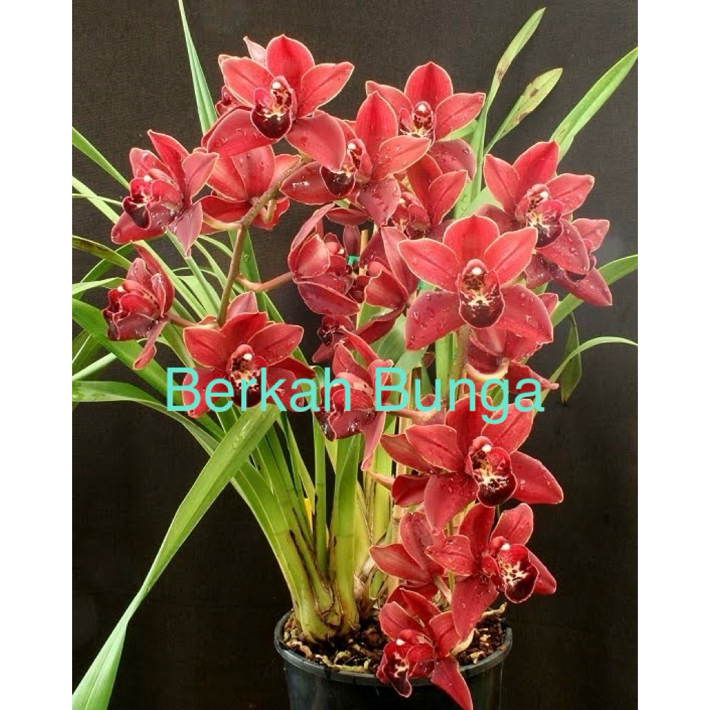 Anggrek Cymbidium Premium – Bunga Indah Elegan Tahan Lama – Tanaman Hias C