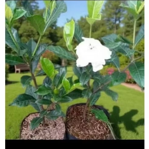 Bibit bunga kaca piring putih