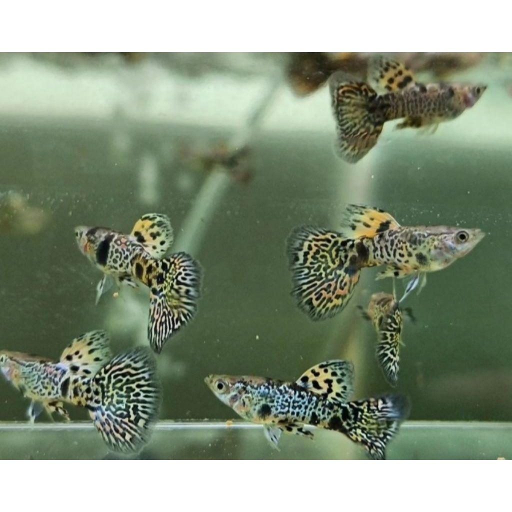 Hiasan aquarium guppy yellow tiger king cobra sepasang