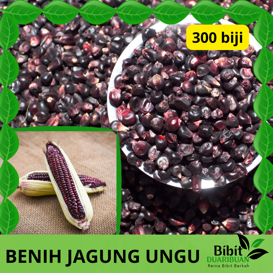 (BONUS BENIH) 300 Biji Jagung Ketan Ungu Siap Tanam Potensi Tumbuh Baik Hasil Panen Segar