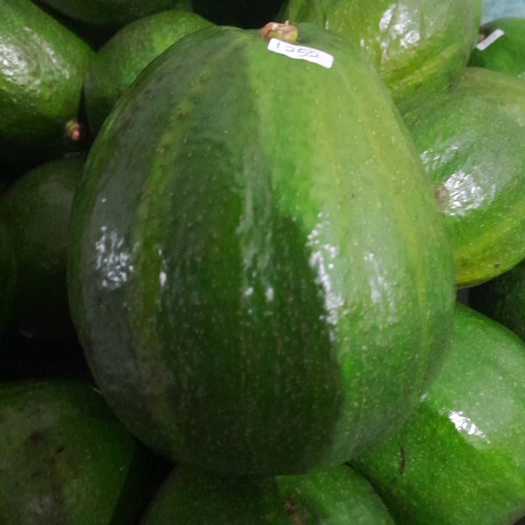 alpukat mentega markus jumbo 1biji berat   1.5 kg