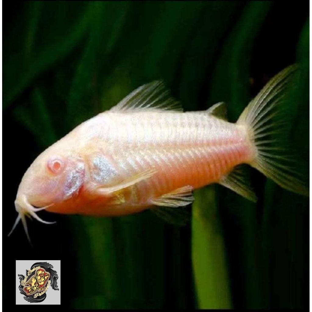 Aksesoris Aquarium Corydoras Albino Size S Alga Eater Hiasan Aquascape |Ikan Hias Bozz Louhan Pekanb