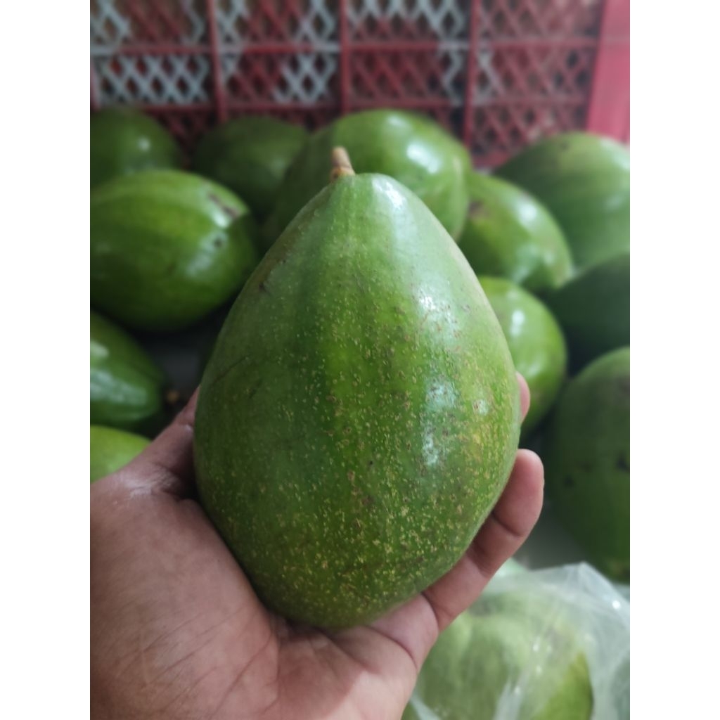 alpukat aligator (1kg isi 2buah)