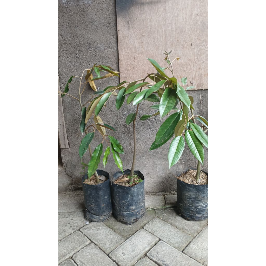 Bibit Durian Montong Okulasi