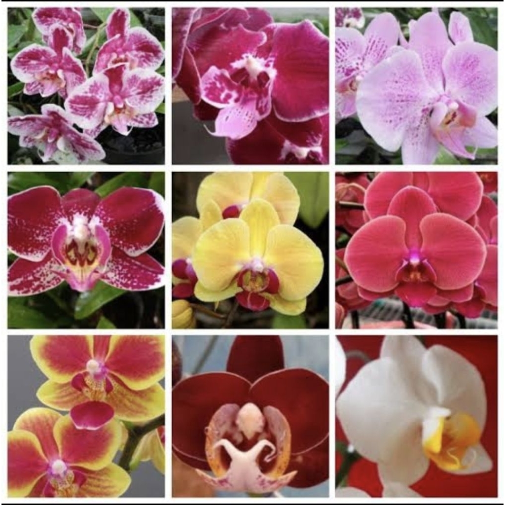 angbul dewasa 2 pot siap berbunga